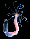 Hydra